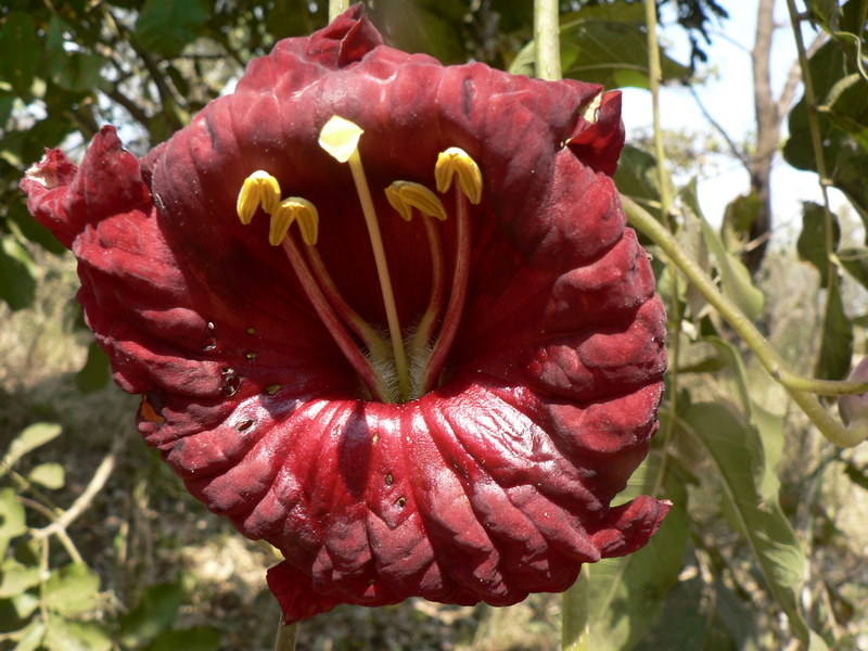 kigalia
