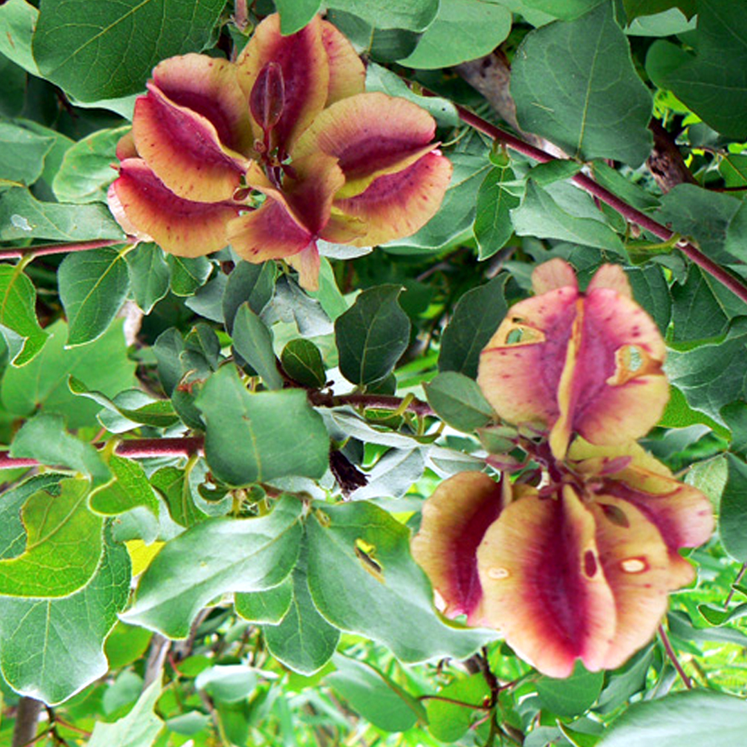 combretum Kinkeliba